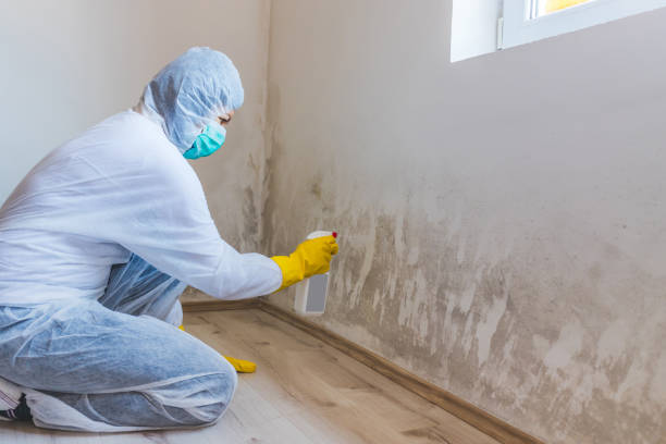 Licensed Black Mold Removal service in Youngsville, NC - WQB Mold Removal