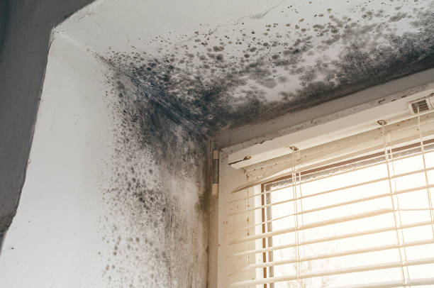 Affordable Black Mold Removal solutions in Youngsville, NC
